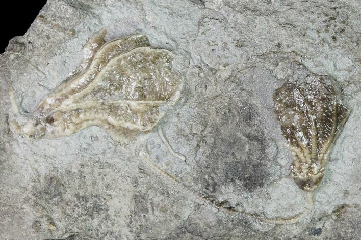 Two Fossil Crinoids (Dichocrinus multiplex) - Gilmore City, Iowa #149036
